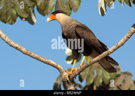 Southern Caracara crestato Foto Stock