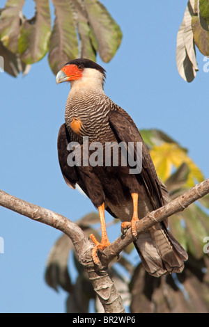 Southern Caracara crestato Foto Stock