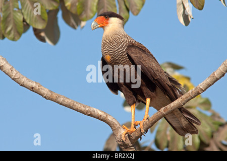 Southern Caracara crestato Foto Stock