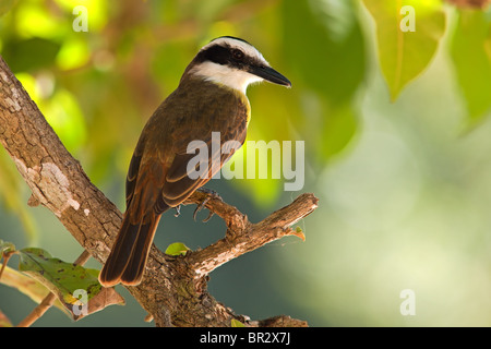 Flycatcher sociale Foto Stock