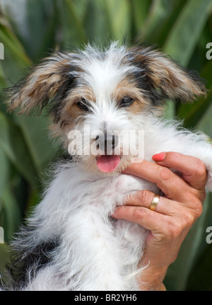 8 settimane vecchio Jack Russell cucciolo croce essendo trattenuto Foto Stock