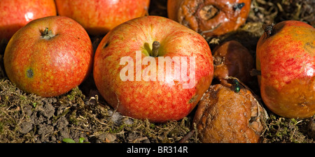 Manna a mangiare le mele marciume in un giardino di Northumberland con Bluebottle vola Corbridge Inghilterra Regno Unito Regno Unito Foto Stock