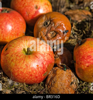 Manna a mangiare le mele marciume in un giardino di Northumberland con Bluebottle vola Corbridge Inghilterra Regno Unito Regno Unito Foto Stock