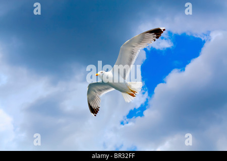 Seagull volare verso il cielo nuvoloso Foto Stock