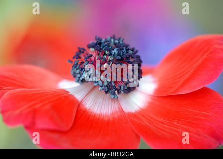 Un singolo Red & White Anemone testa di fiori, anemone coronaria de Caen ceppo - windflower Foto Stock