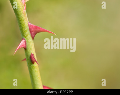 Spine sulla rosa canina stelo Foto Stock