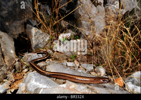 Peloponneso keeled lizard, Peloponneso slow worm (Anguis cephallonicus), giacente su una roccia, Grecia, Peloponnes Foto Stock