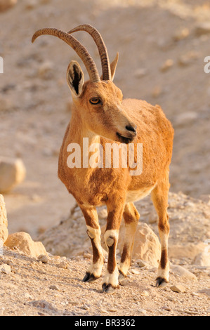 Ibex Nubiano (Capra nubiana) in Giudea deserto montagna vicino a En Gedi, Mar Morto, Israele, vicino Oriente, Orient Foto Stock