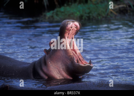 Hippo nella riserva di Mana Foto Stock