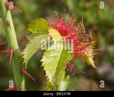 Wasp gall noto come Robins puntaspilli (Rose bedeguar fiele) su una rosa canina Foto Stock
