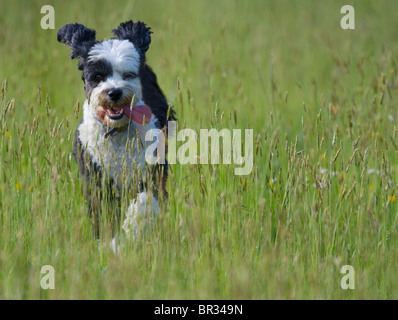 Esecuzione di cane nel prato, Tibetan Terrier razza Foto Stock