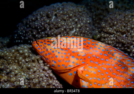 In prossimità di corallo raggruppatore (Cephalopholis miniata), Coral Sea, Australia Foto Stock