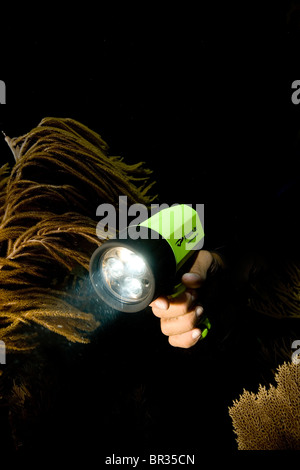 Scuba Diver detiene luce subacquea, Key Largo, Florida Foto Stock