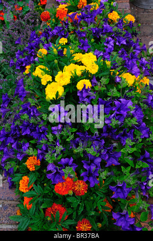 Nelle petunie e francese Le calendule in annuari letto in un giardino di Dorset, Regno Unito Luglio 2010 Foto Stock