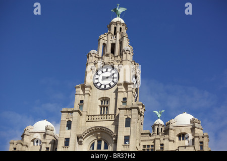 Il Royal Liver Building a Liverpool e orologio e fegato bird. Foto Stock