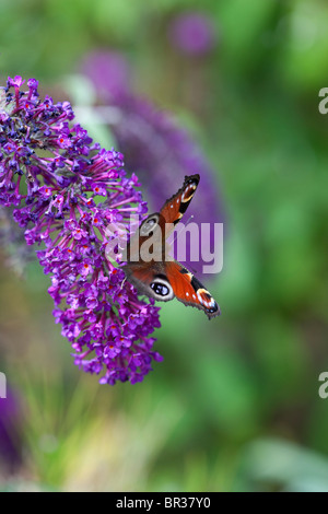 Buddleja e farfalla pavone fotografata nello Yorkshire, Regno Unito Foto Stock