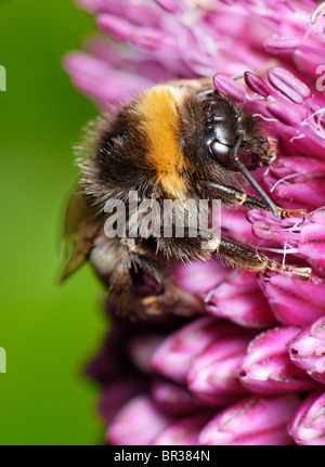 Bumblebee alimentazione su un Alium fiore. Eventualmente Bombus terrestris, un buff-tailed Bumblebee. Foto Stock