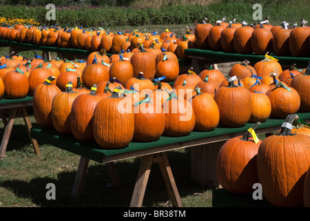 Zucche sul display USA Foto Stock