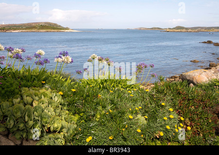 Wild Agapanthus piante su Tresco Isole Scilly Foto Stock