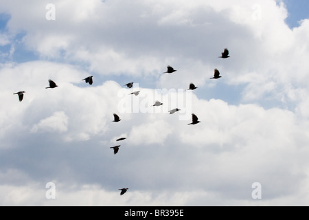 Adulto Rook (Corvus frugilegus) in un habitat naturale. Fotografia della fauna selvatica. Foto Stock