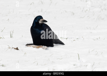 Adulto Rook (Corvus frugilegus) in un habitat naturale. Fotografia della fauna selvatica. Foto Stock