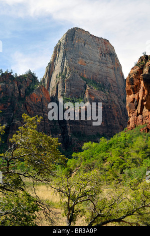 Grande trono bianco Viewpoint Mount Zion National Park nello Utah Foto Stock