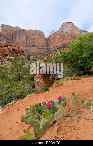 Cactus in bloom Canyon Area di giunzione Mount Zion National Park nello Utah Foto Stock