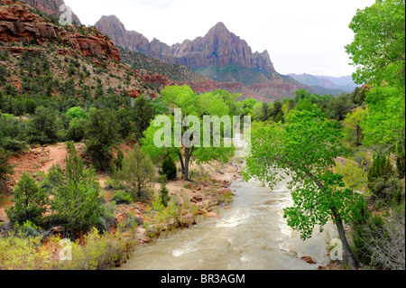 Canyon Area di giunzione Mount Zion National Park nello Utah Foto Stock