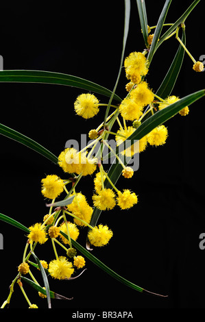 Fiori di acacia e foglie su sfondo nero, Acacia saligna Foto Stock