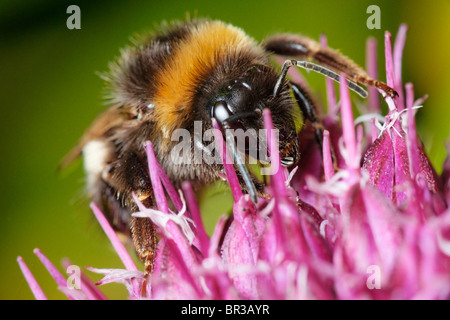 Bumblebee alimentazione su un Alium fiore. Eventualmente Bombus terrestris, un buff-tailed Bumblebee. Foto Stock