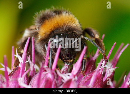 Bumblebee alimentazione su un Alium fiore. Eventualmente Bombus terrestris, un buff-tailed Bumblebee. Foto Stock