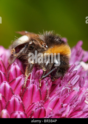 Bumblebee feeding on an Alium flower. Possibly Bombus terrestris, a Buff-tailed Bumblebee. Foto Stock