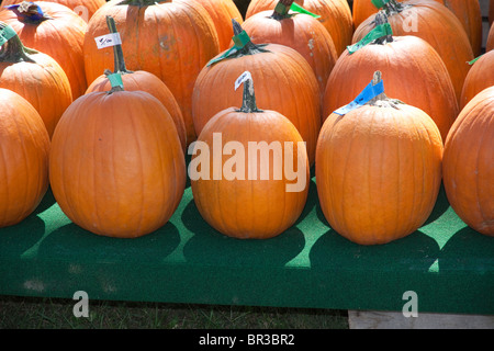 Zucche sul display USA Foto Stock