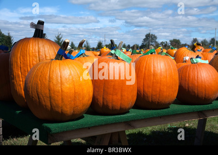 Zucche sul display USA Foto Stock