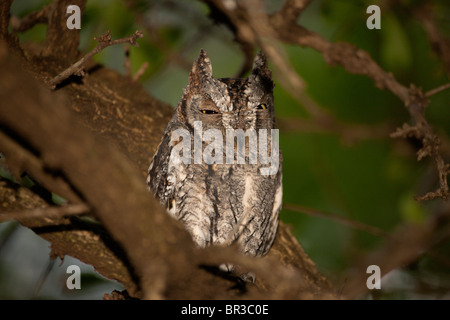 Scops-Owl africana nella struttura ad albero Foto Stock