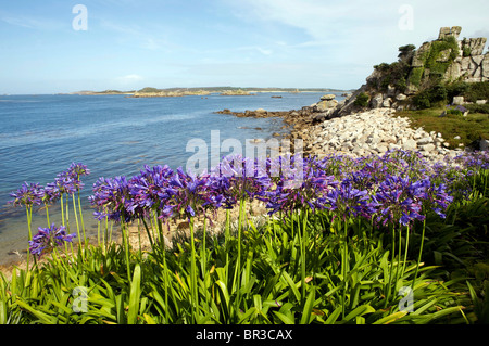 Wild Agapanthus piante su Tresco Isole Scilly Foto Stock