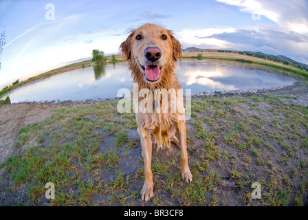 Cane (Golden Retriever), bagnato dopo una nuotata nel laghetto (wide-angle) Foto Stock