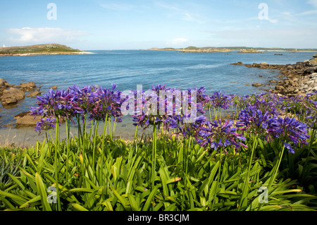 Wild Agapanthus piante su Tresco Isole Scilly Foto Stock