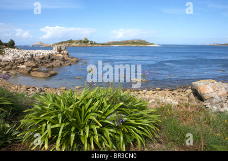 Wild Agapanthus piante su Tresco Isole Scilly Foto Stock