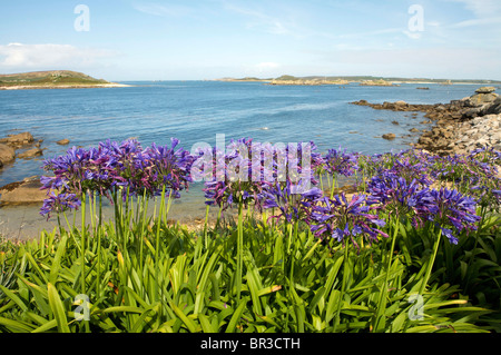 Wild Agapanthus piante su Tresco Isole Scilly Foto Stock