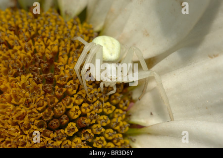Oro ragno granchio (Misumena vatia) un pallido colora variazione di questo ragno granchio su un shasta daisy flower Foto Stock