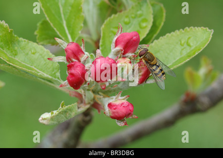 Passare il puntatore del mouse-fly (Syrphus ribesii) a inizio stagione su apple germoglio di fiore Foto Stock