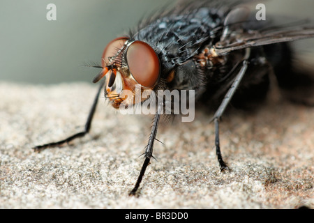 Una mosca. Eventualmente un comune carne volare, Sarcophaga carnaria Foto Stock