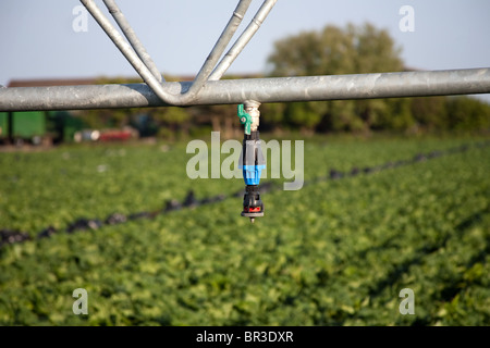 Irrigazione di spruzzatore di tubazioni e sistemi e macchine per il giardinaggio di mercato aziende,a Tarleton, Preston, Regno Unito Foto Stock