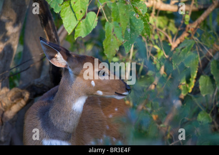 Femmina (Bushbuck Tragelaphus scriptus) tra gli alberi, il Parco Nazionale Kruger, Sud Africa Foto Stock