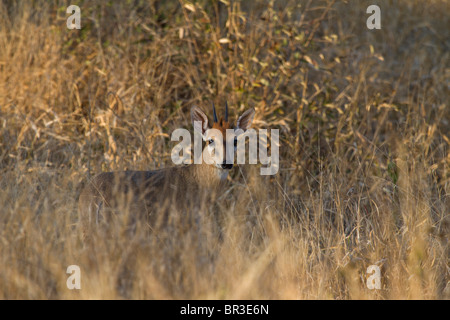 Un comune Duiker ram (Sylvicapra grimmia) nasconde in erba, Kruger National Park, Sud Africa. Foto Stock