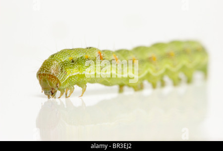 Caterpillar verde su bianco; Cavolo tarma larva (Mamestra brassicae) Foto Stock