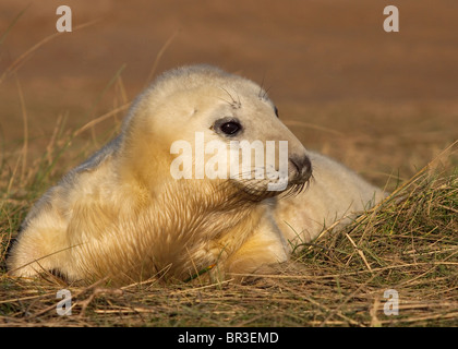 Atlantico guarnizione grigio pup, Halichoerus grypus fotografati a RAF Donna Nook, Lincolnshire sulla costa orientale dell'Inghilterra Foto Stock