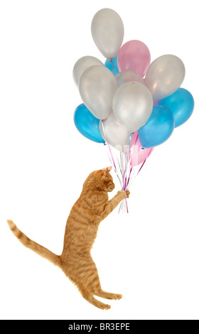Palloni aerostatici cat. Un gatto è in possesso di molti palloncini. Prese a pulire lo sfondo bianco. Foto Stock