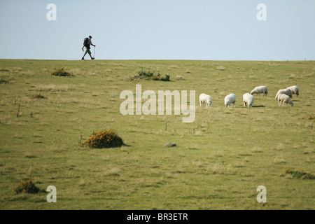 Escursionista in Montagna Nera, Wales, Regno Unito, con pecore in primo piano Foto Stock